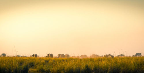 Scenic view of field against sky during sunset