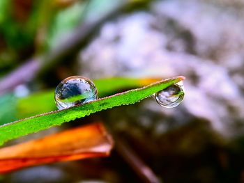 Close-up of water drop on leaf