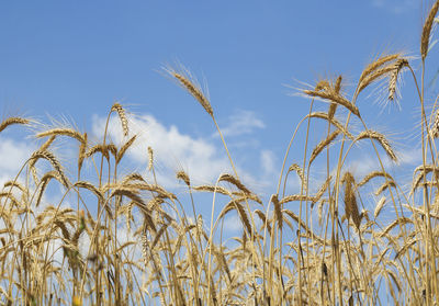 Low angle view of stalks in field against clear sky