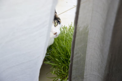 Close-up of a cat looking away