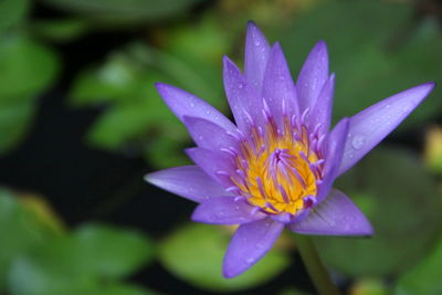 Close-up of fresh purple flower blooming outdoors