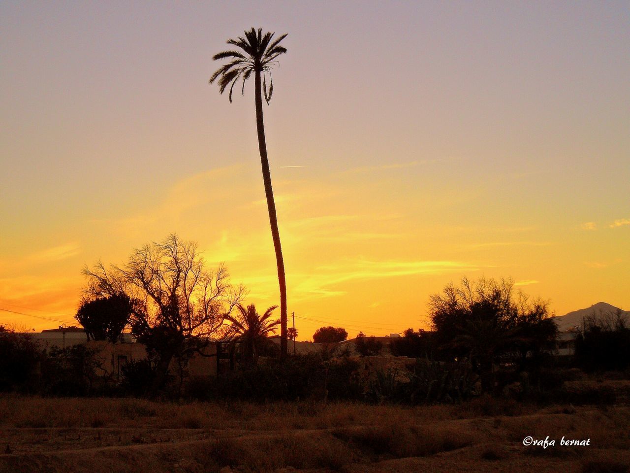 SCENIC VIEW OF PALM TREES AGAINST SKY AT SUNSET