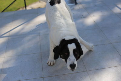 High angle view of dog on footpath