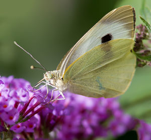 Close-up of butterfly pollinating flower
