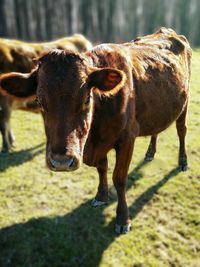 Close-up of cow on field