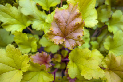 Close-up of purple flowering plant leaves