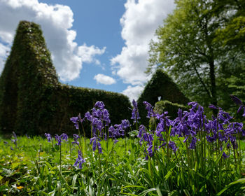 Purple flowering plants on field against sky