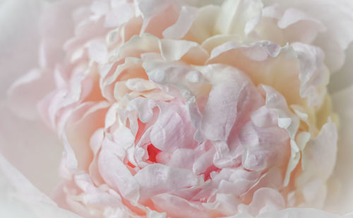 Close-up of rose