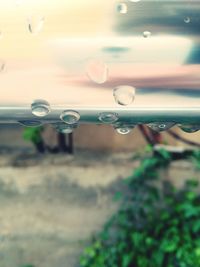 Close-up of water drops on leaf