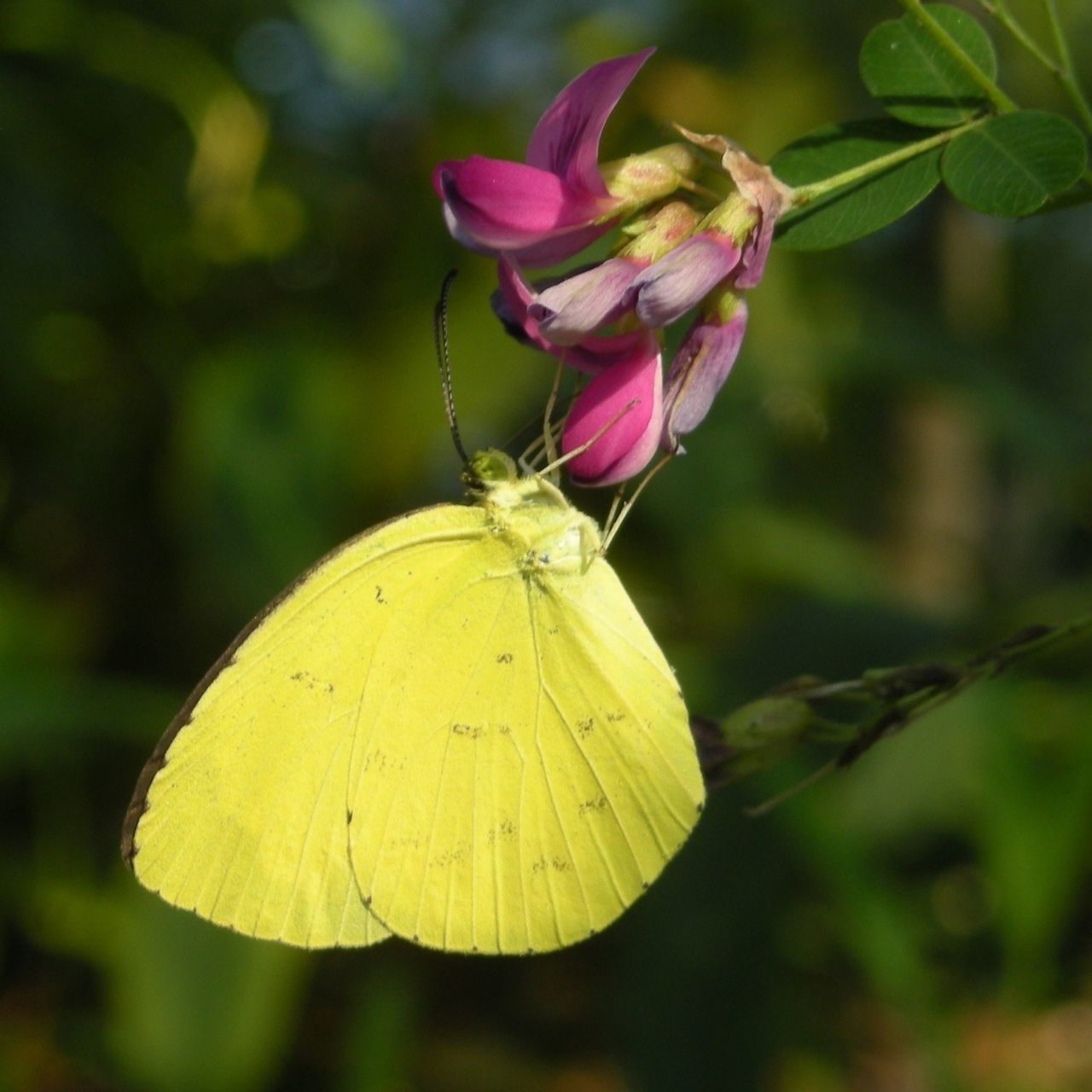 flower, fragility, focus on foreground, petal, freshness, close-up, insect, flower head, growth, beauty in nature, nature, yellow, plant, stem, one animal, day, pink color, outdoors, single flower, butterfly