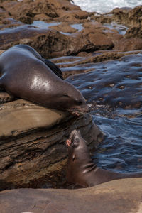 Arguing california sea lion zalophus californianus shouting on the rocks of la jolla cove 