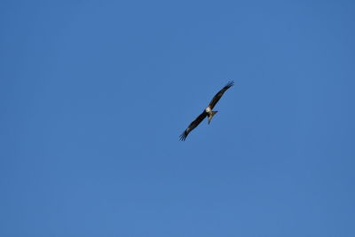 Low angle view of bird flying in sky