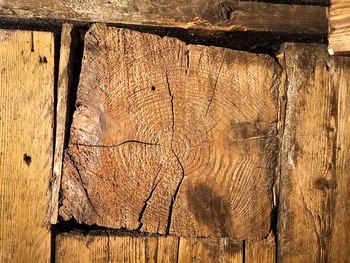 Close-up of tree stump in forest