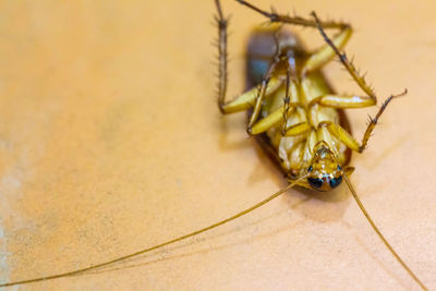 Close-up of insect on floor