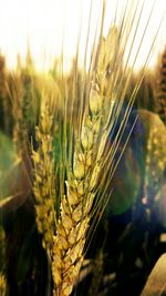 Close-up of plant against blurred background