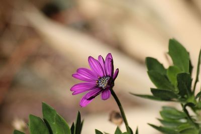 Close-up of pink flower