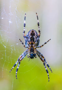 Close-up of spider on web