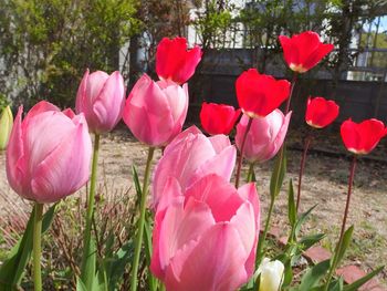 Close-up of pink tulips on field