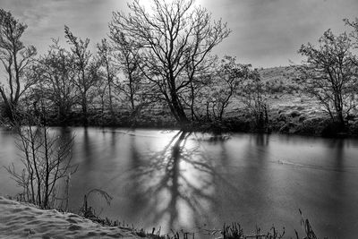 Bare tree by lake against sky