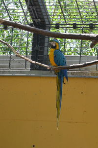 Low angle view of bird perching on a tree