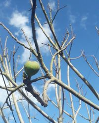 Low angle view of fruits on tree against sky