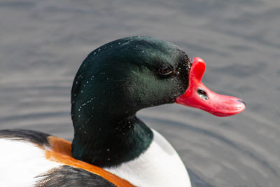 Close-up of duck swimming in lake