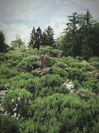 Trees growing on landscape against cloudy sky