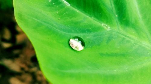 Close-up of green leaf