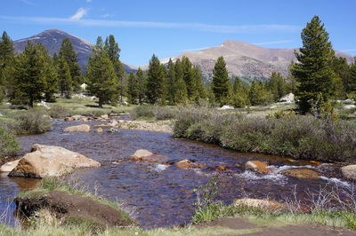 Scenic view of river by trees against sky