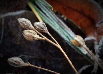 Close-up of flower bud