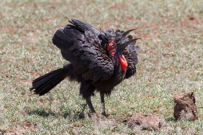 Black bird perching on field