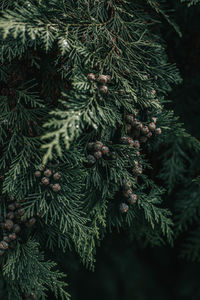 Close-up of pine tree