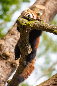 Red panda ailurus fulgens relaxing in a tree.