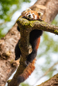 Low angle view of monkey on tree