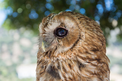 Close-up portrait of owl