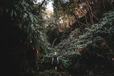 Rear view of man walking in forest jungle with waterfall in background