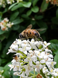 Close-up of bee pollinating flower