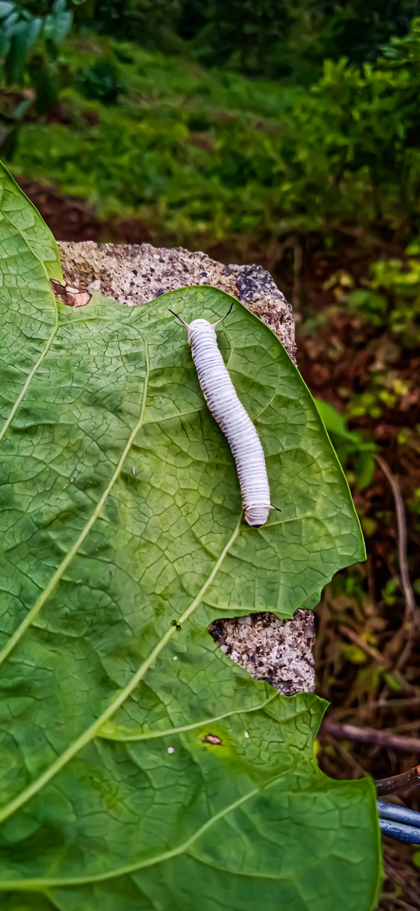 green, leaf, nature, plant part, plant, no people, jungle, growth, flower, animal, rainforest, close-up, day, animal themes, garden, animal wildlife, one animal, wildlife, forest, outdoors, beauty in nature, grass, land, tree, vegetable, insect, caterpillar, moths and butterflies, macro photography