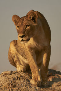 Close-up of lioness