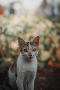 Close-up portrait of cat