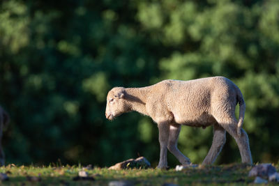 Close-up of lamb standing on land