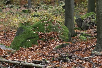 Close-up of tree trunk in forest