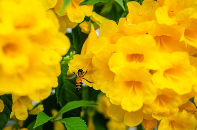 Close-up of insect on yellow flower