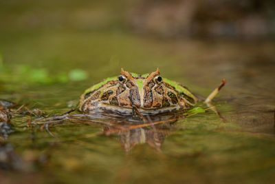 Close-up of a turtle swimming in lake