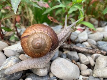 Close-up of snail on rock