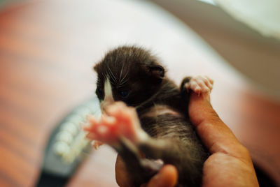 Midsection of person holding kitten