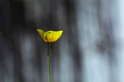 Close-up of yellow flowering plant