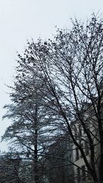 Low angle view of trees against sky