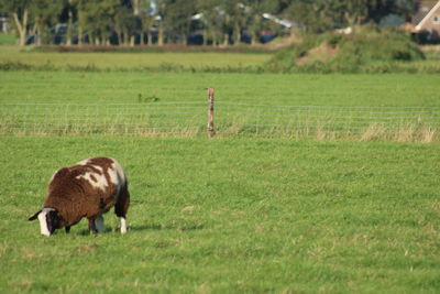 Sheep grazing in field