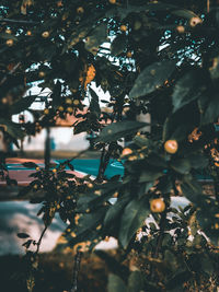 Low angle view of fruits on tree